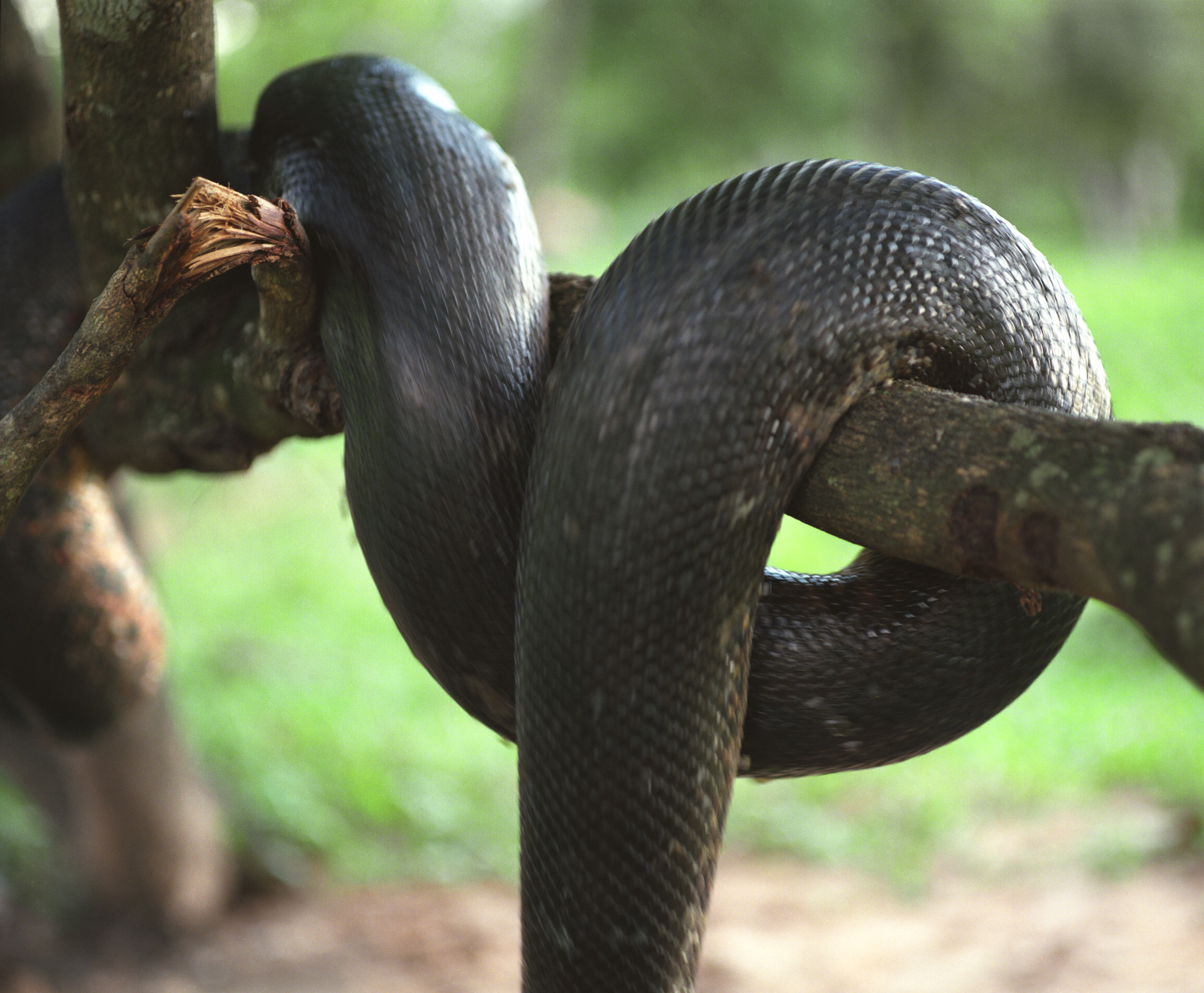 b)snake descending tree.jpg