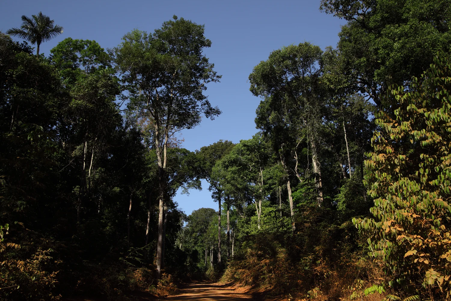Roads-of-Amazonia-1-copy.jpg