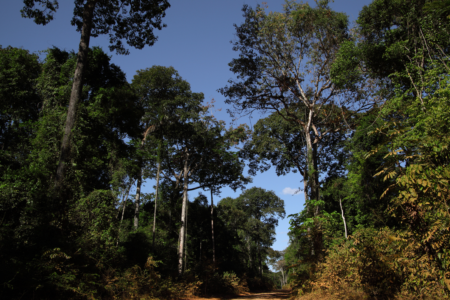 Roads-of-Amazonia-2-copy.jpg