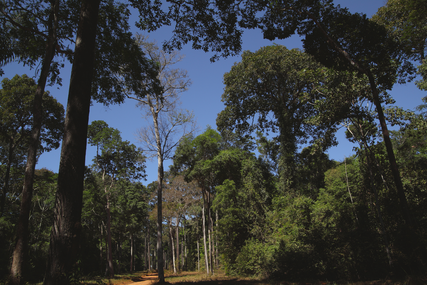 Roads-of-Amazonia-4-copy.jpg