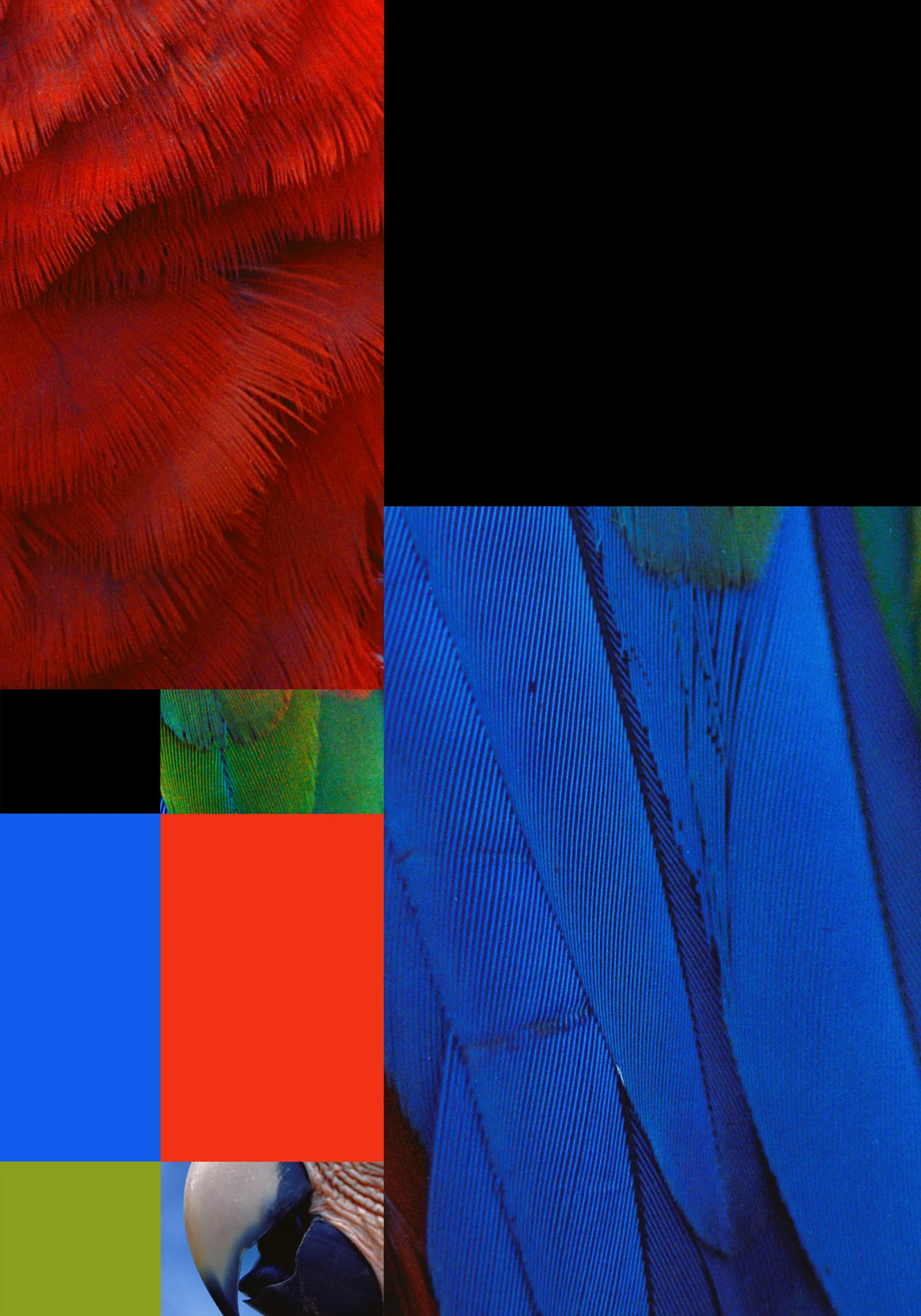 parrot color chart 8B (14x20).jpg
