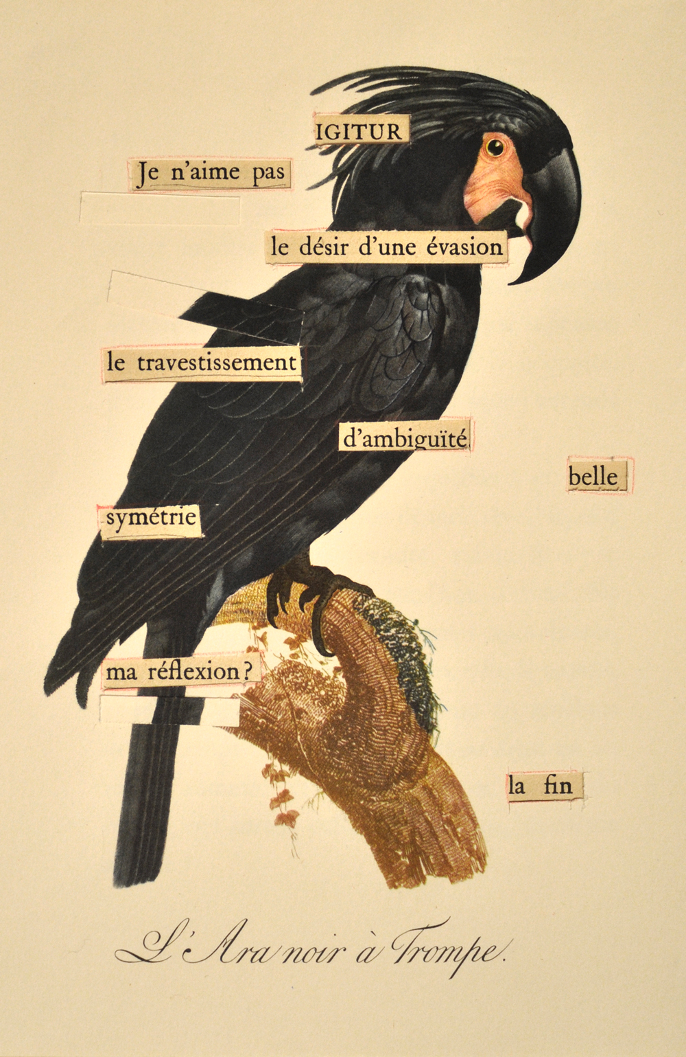 41-black-parrot-web.jpg