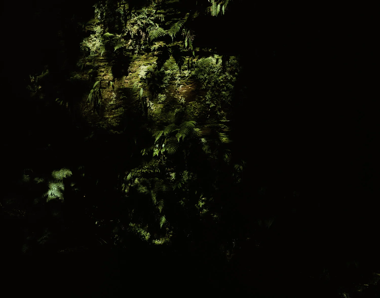 Caravaggio's moss A.jpg