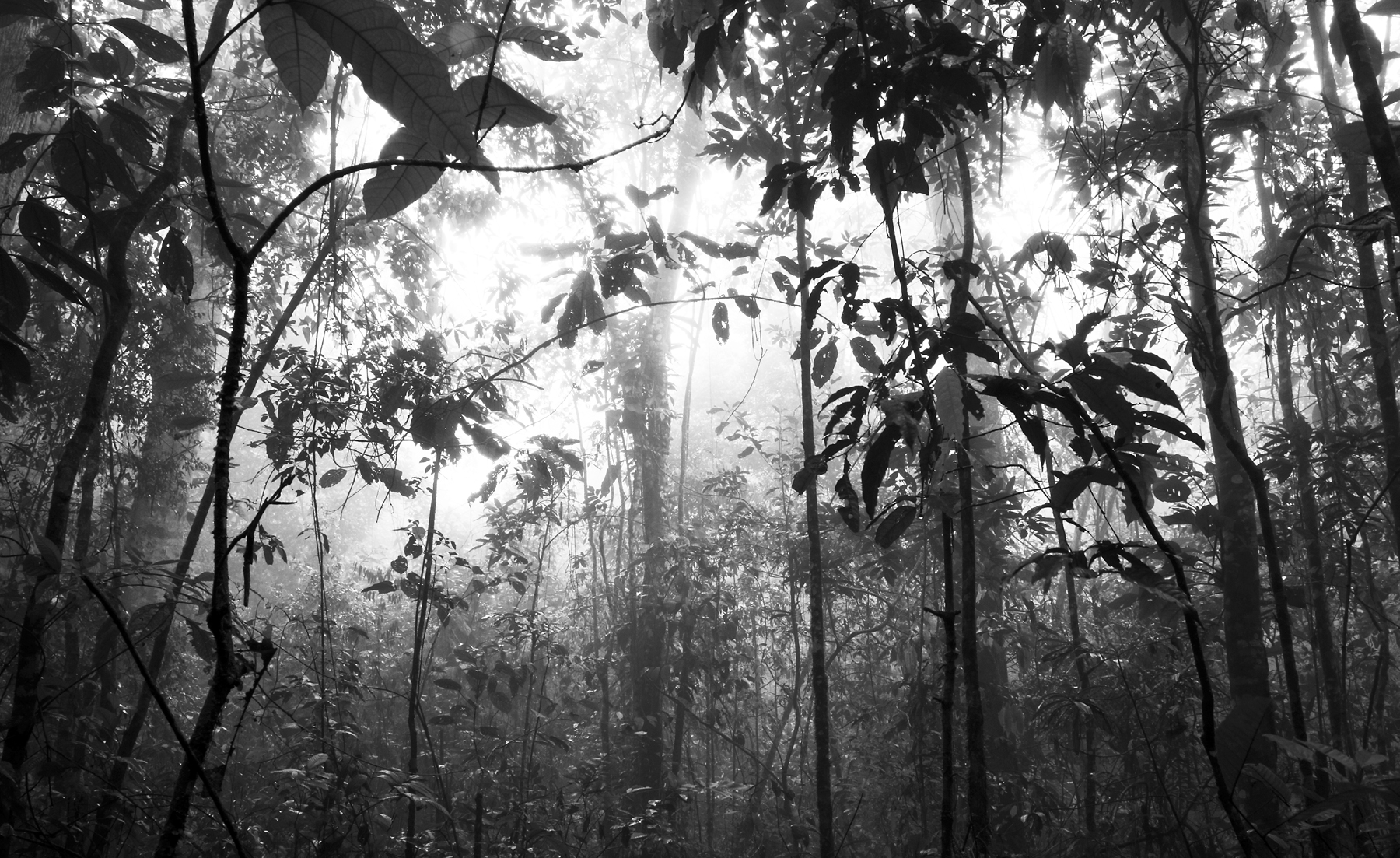 3) misty-forest-3-copy.jpg
