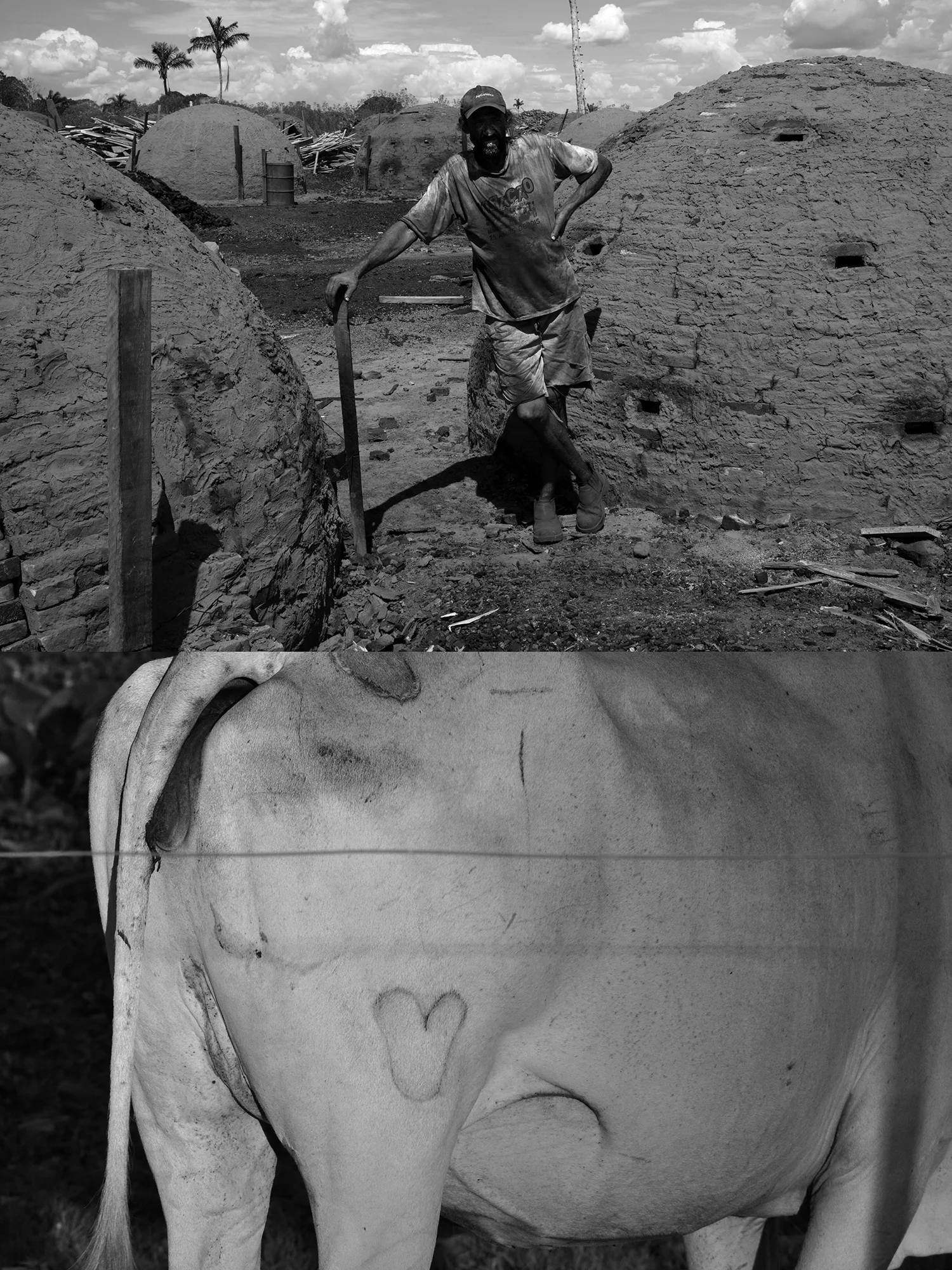 Carboneiro/Love Cow