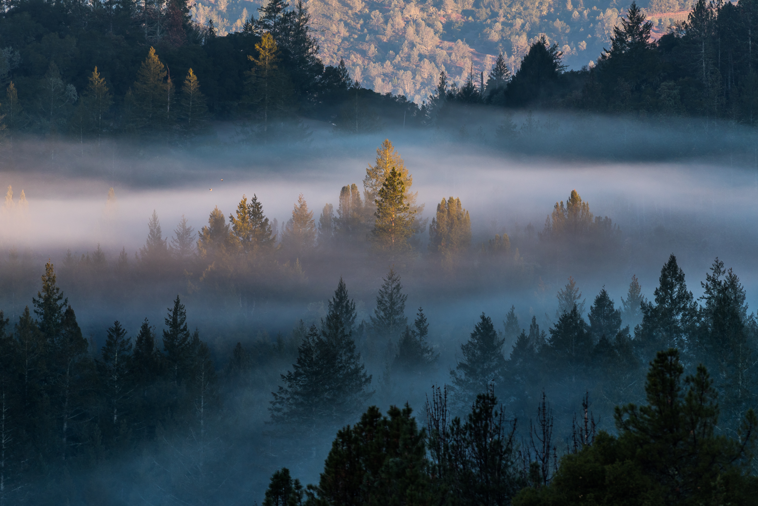 Mist in the Trees