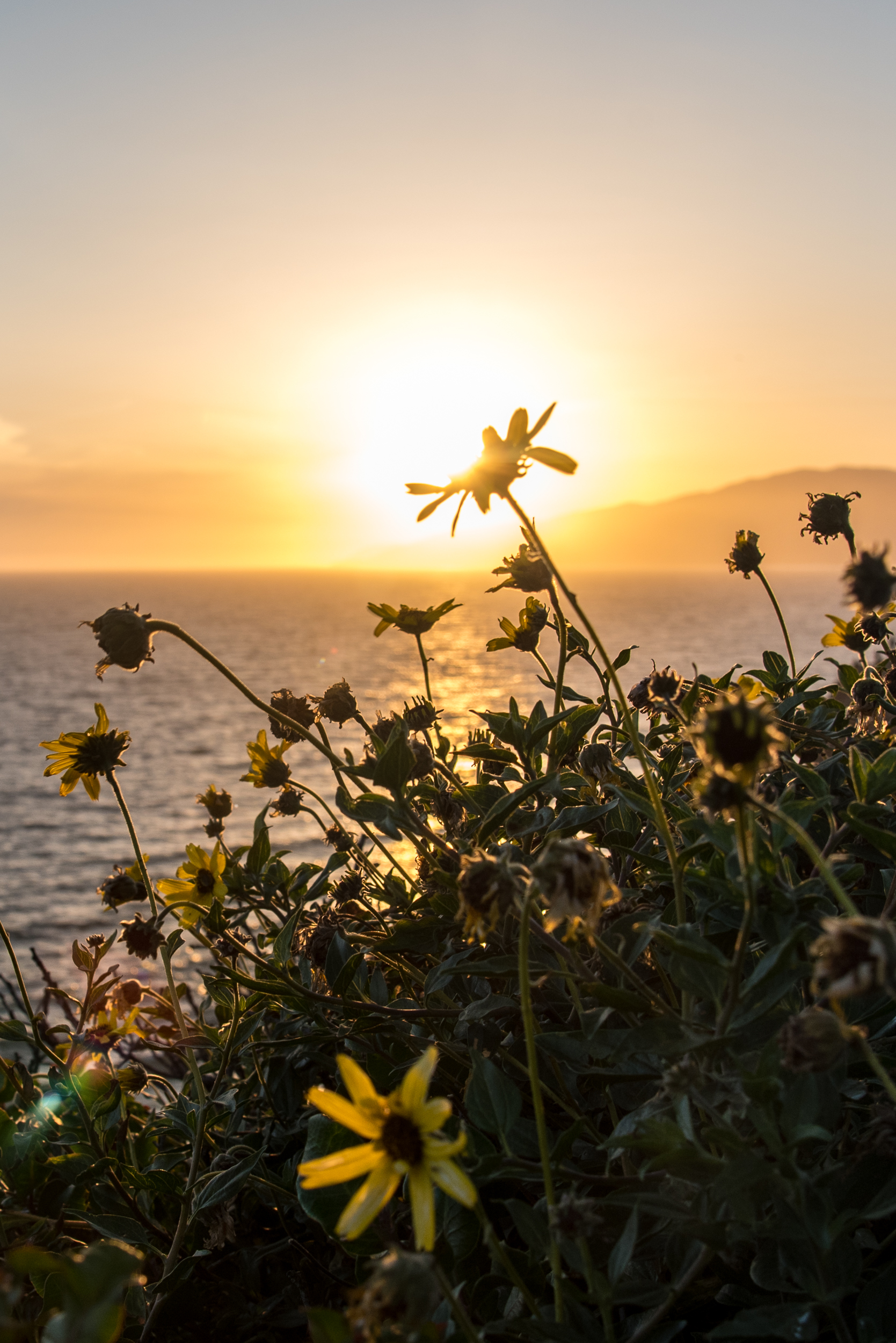 Malibu Flowers