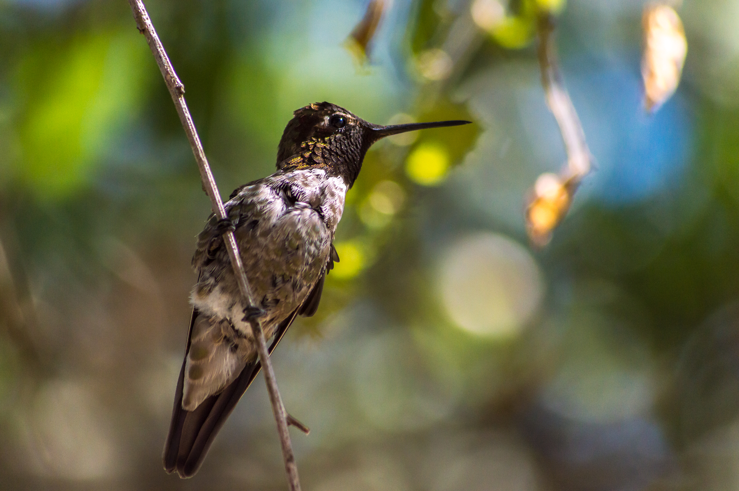 Resting Hummer