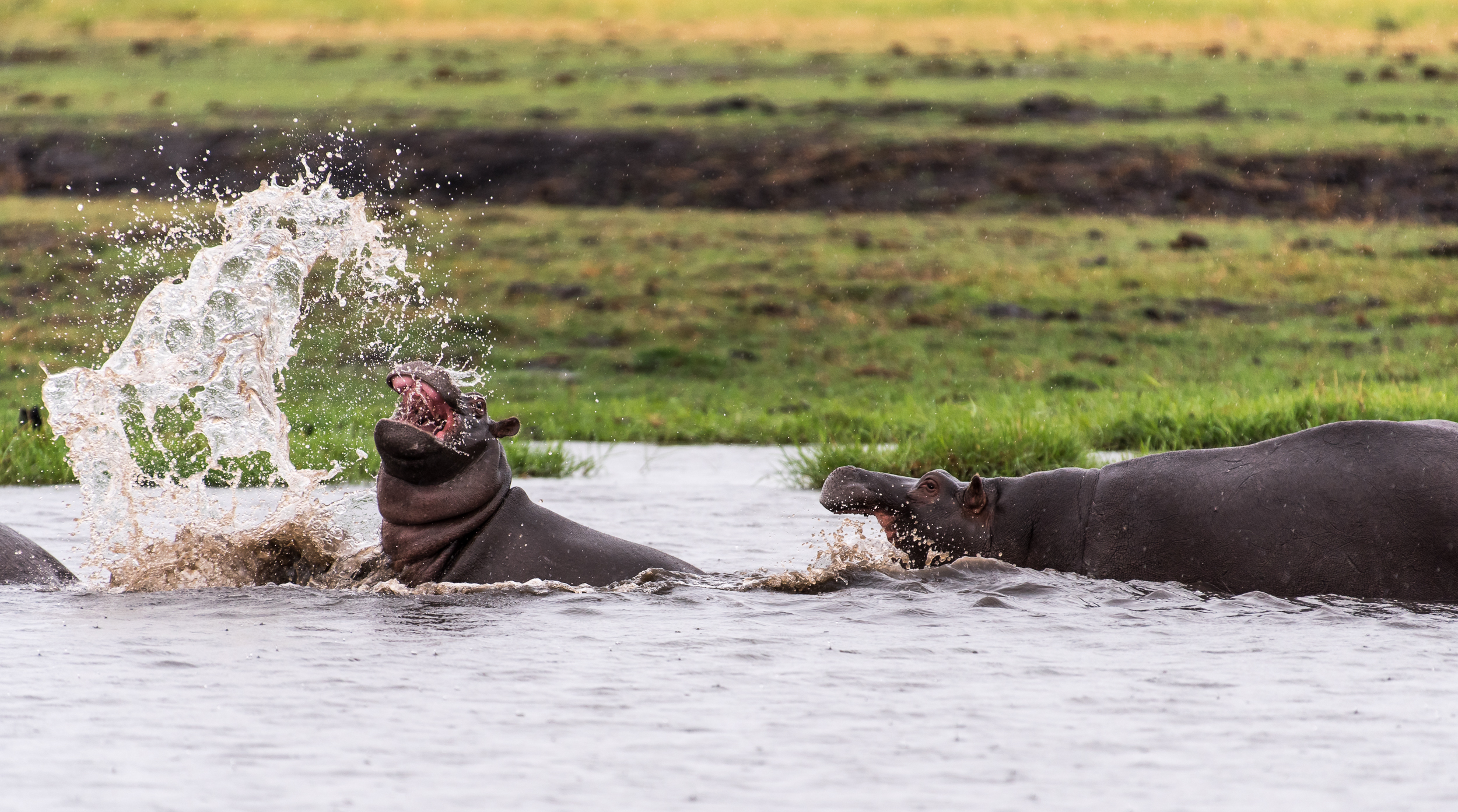 Hippos Play