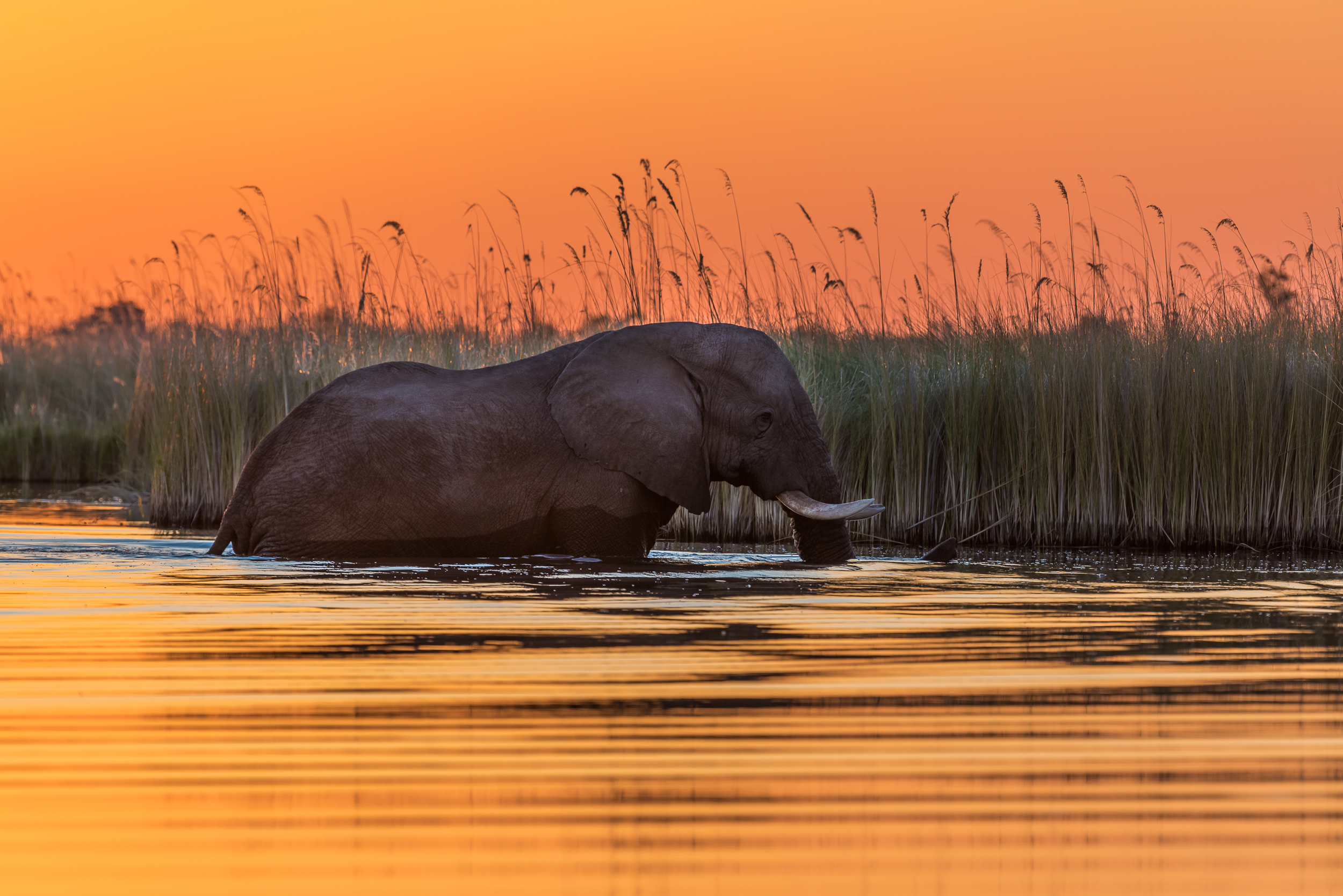Elephant in Sunset