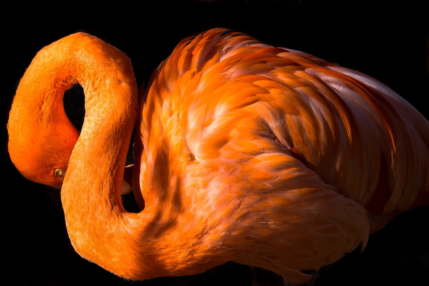 Flamingo