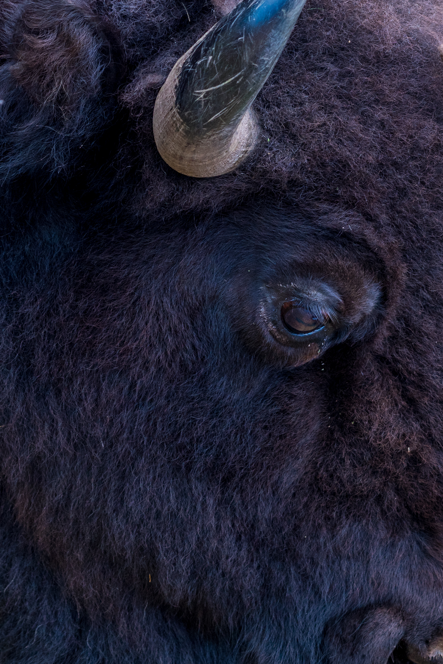 Colorado Buffalo