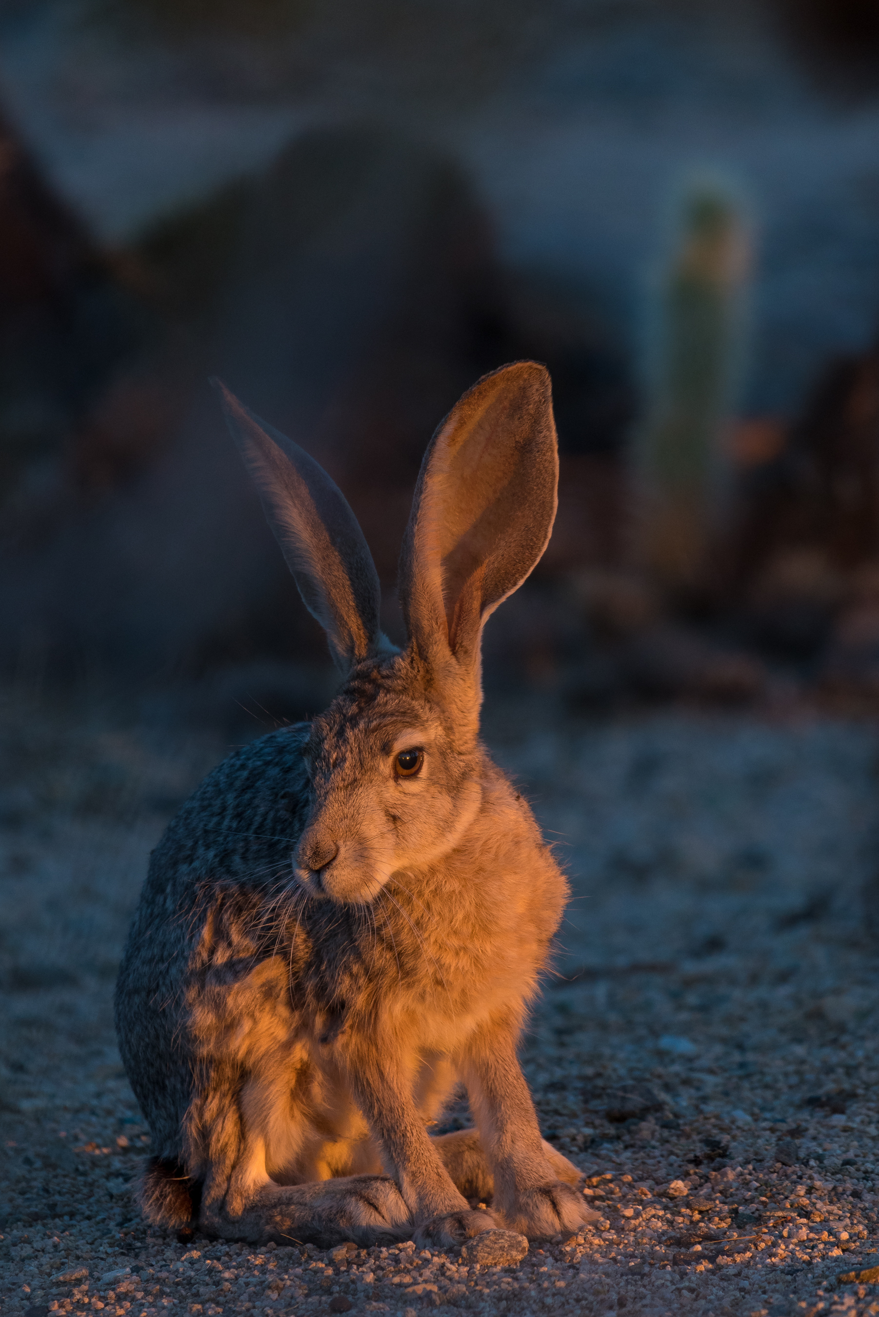 Joshua Tree Hare