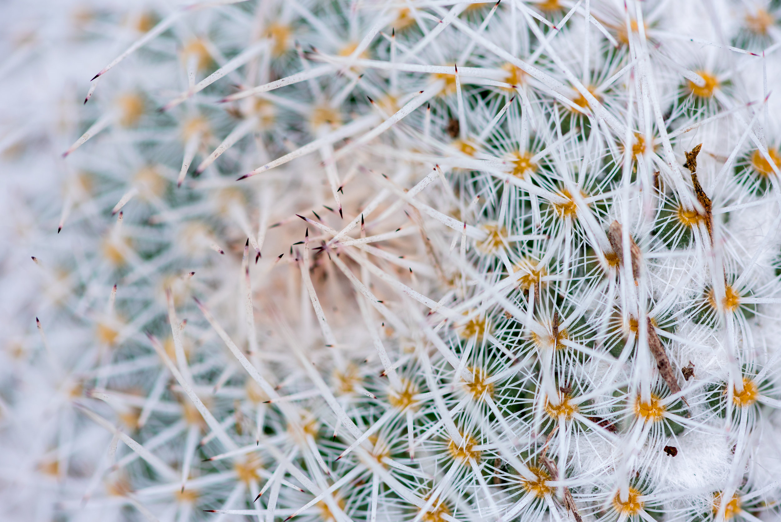 Cactus Macro