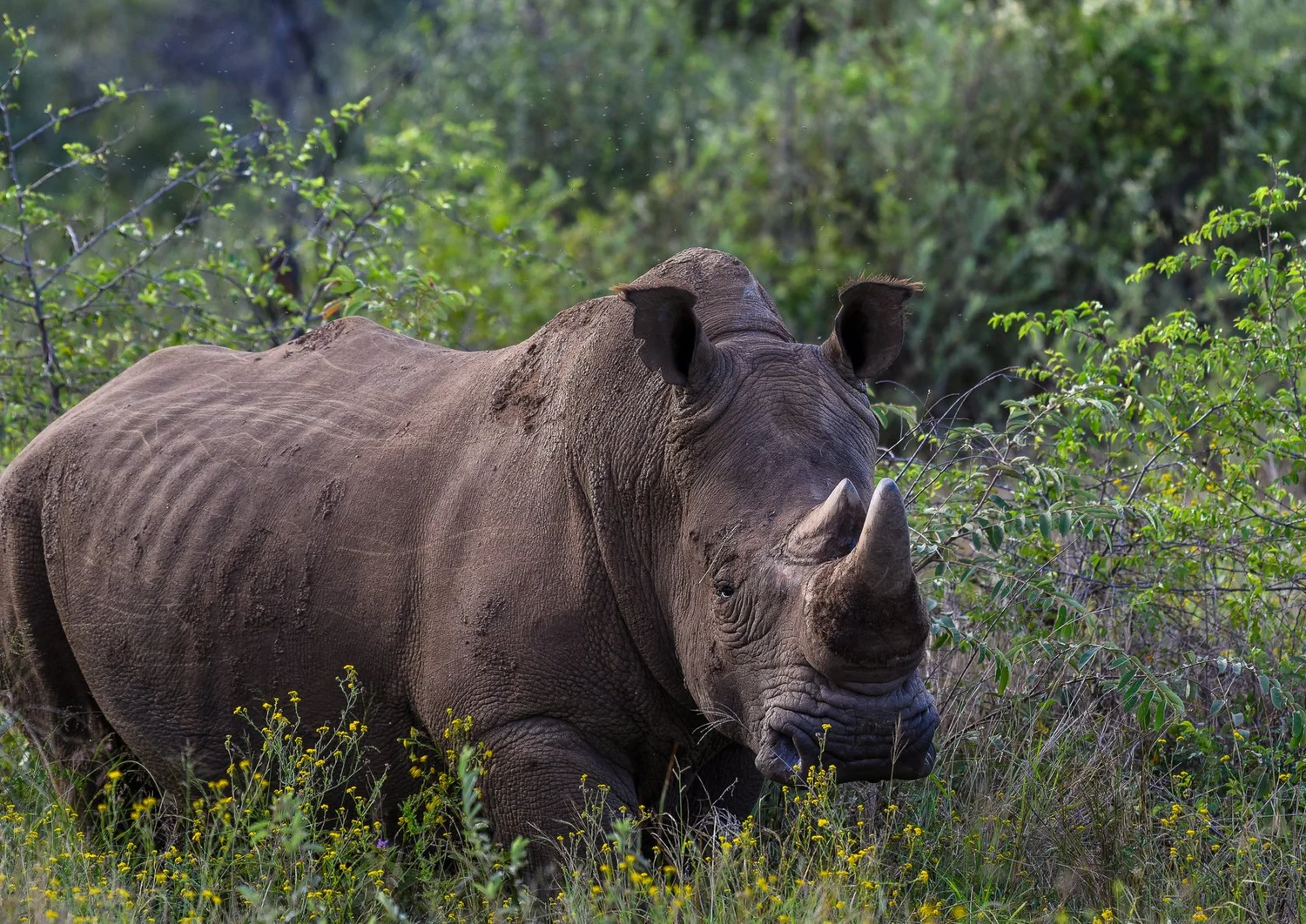 South Africa 2026, photo 1