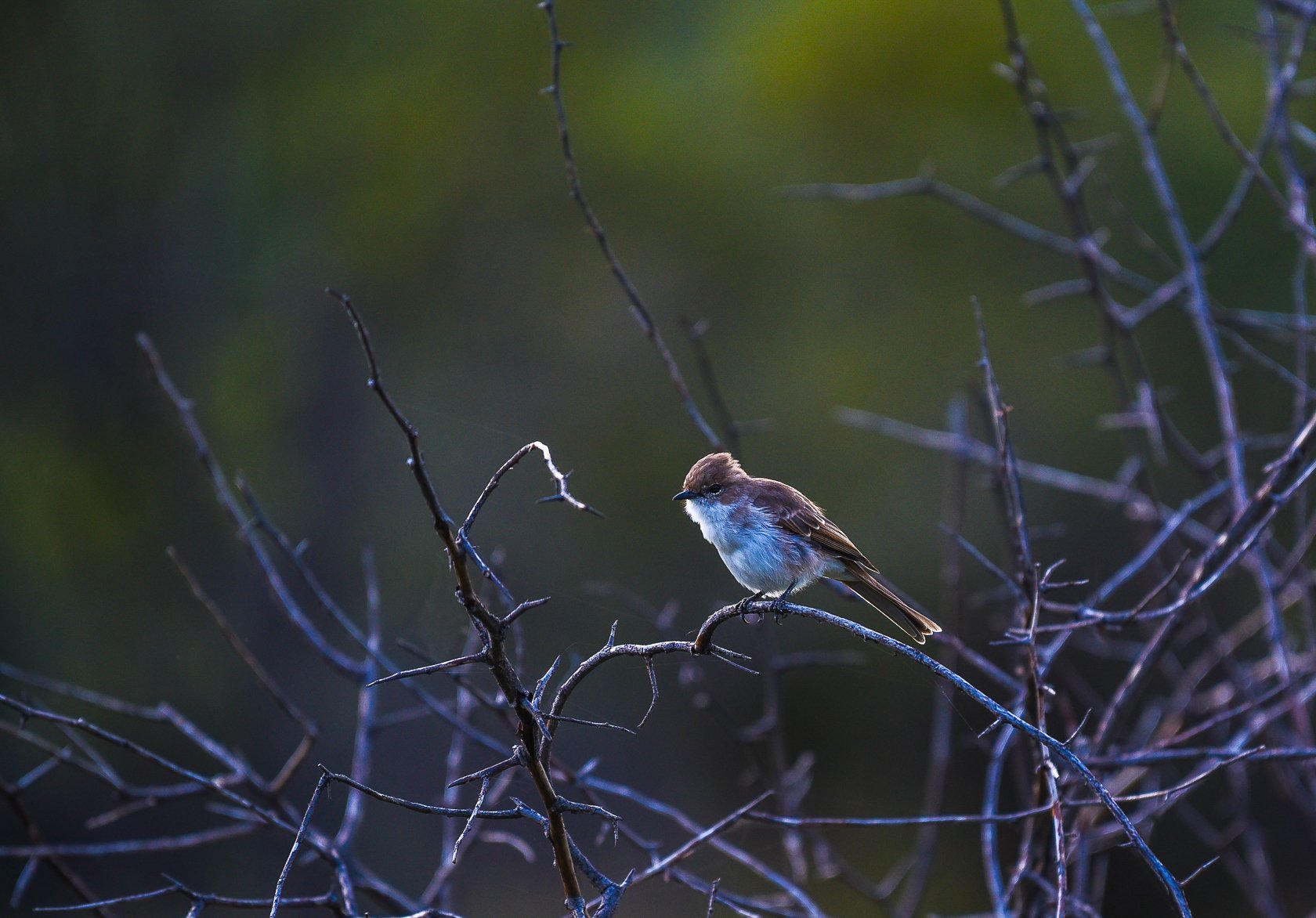South Africa Safari-4.jpg