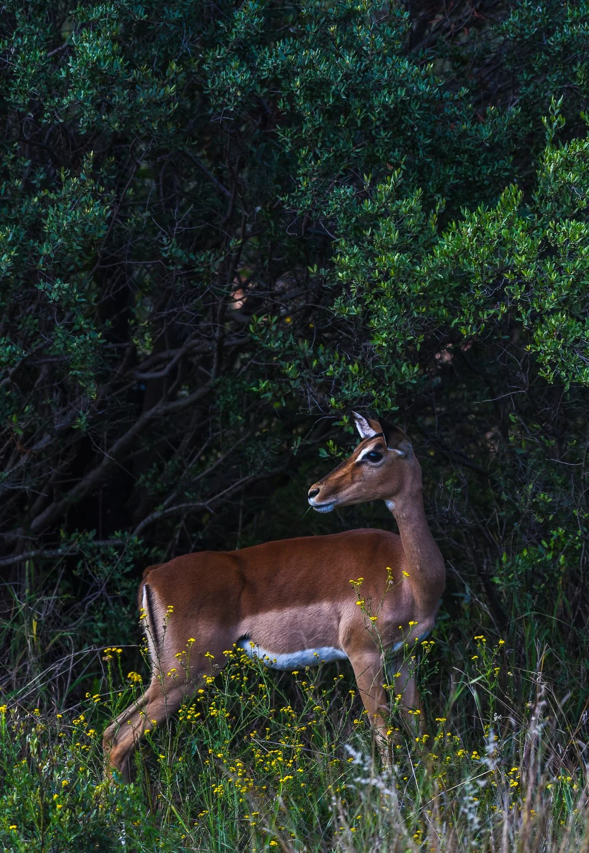 South Africa Safari-5.jpg
