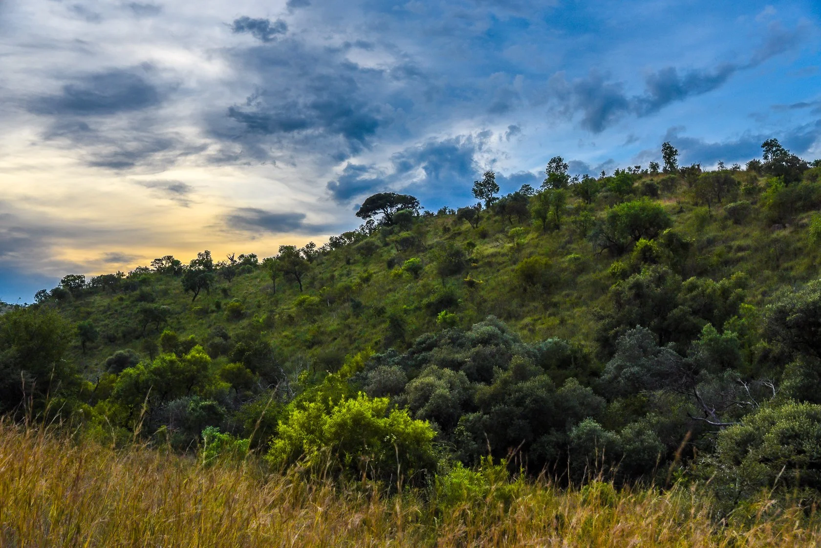 South Africa Safari-8.jpg