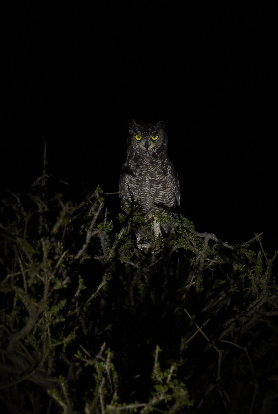 South Africa Safari-10.jpg