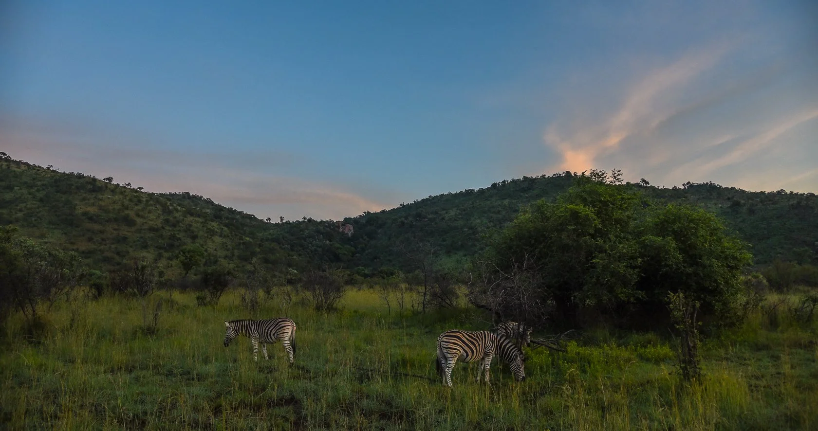 South Africa Safari-11.jpg