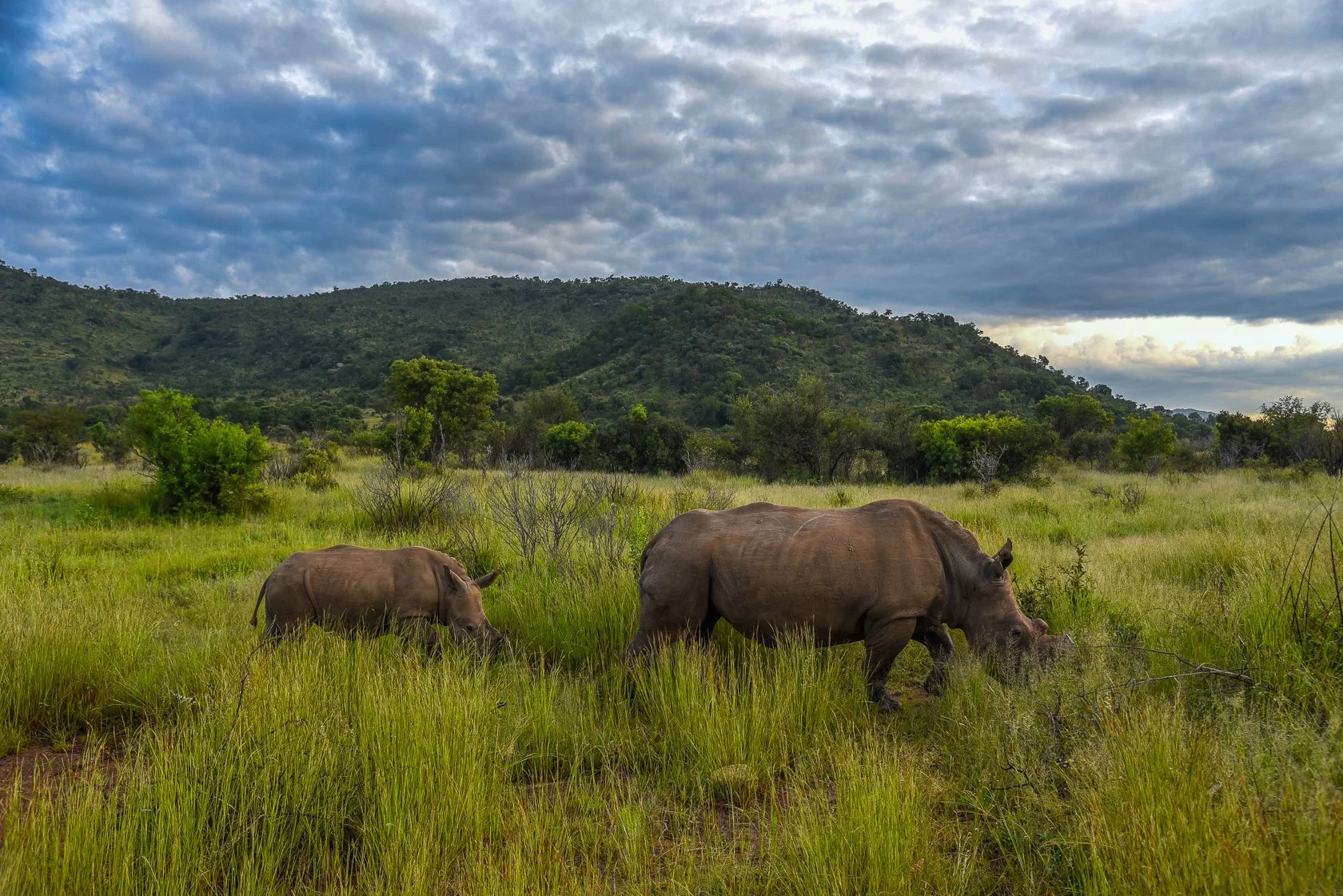 South Africa Safari-13.jpg