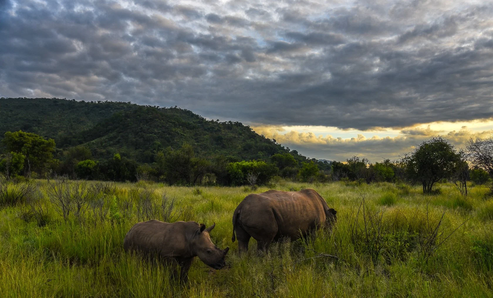 South Africa Safari-14.jpg
