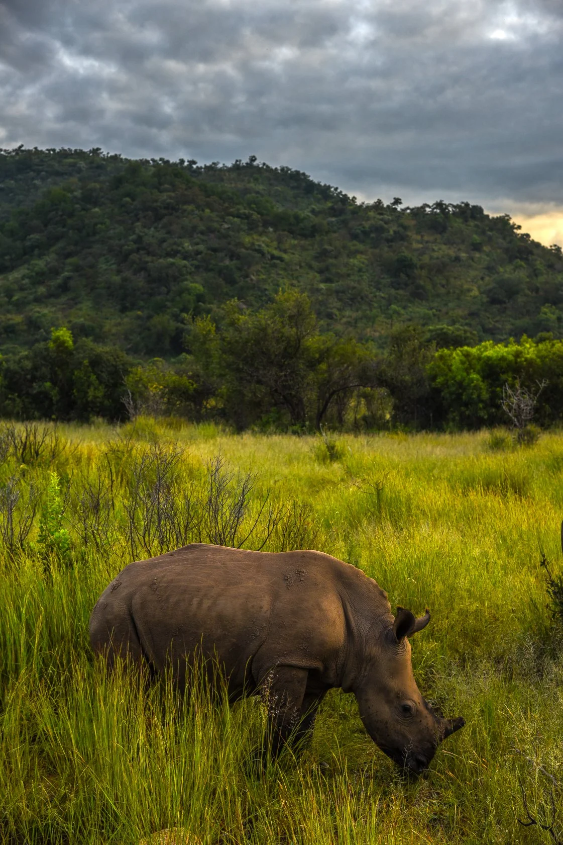 South Africa Safari-15.jpg