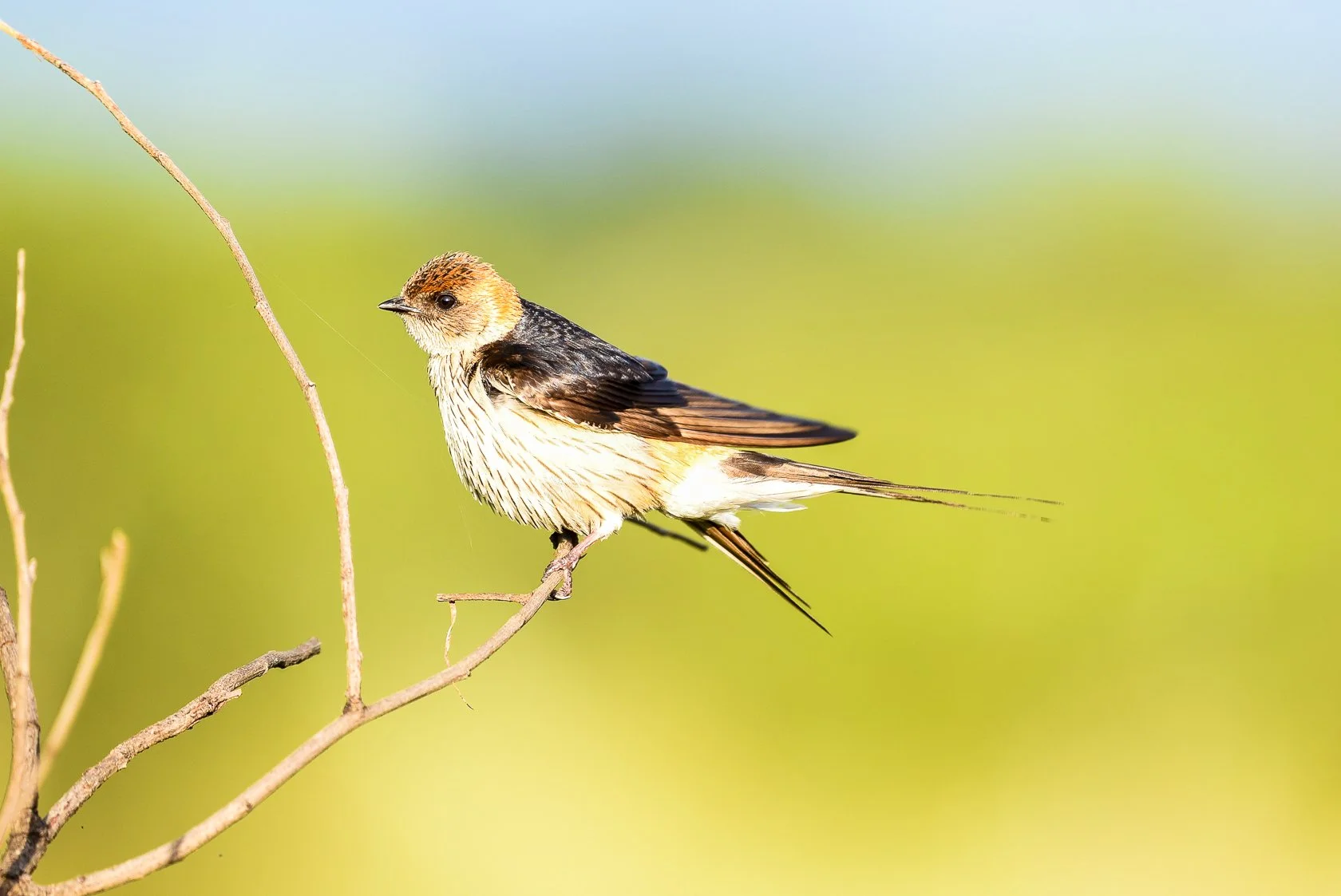 South Africa Safari-17.jpg