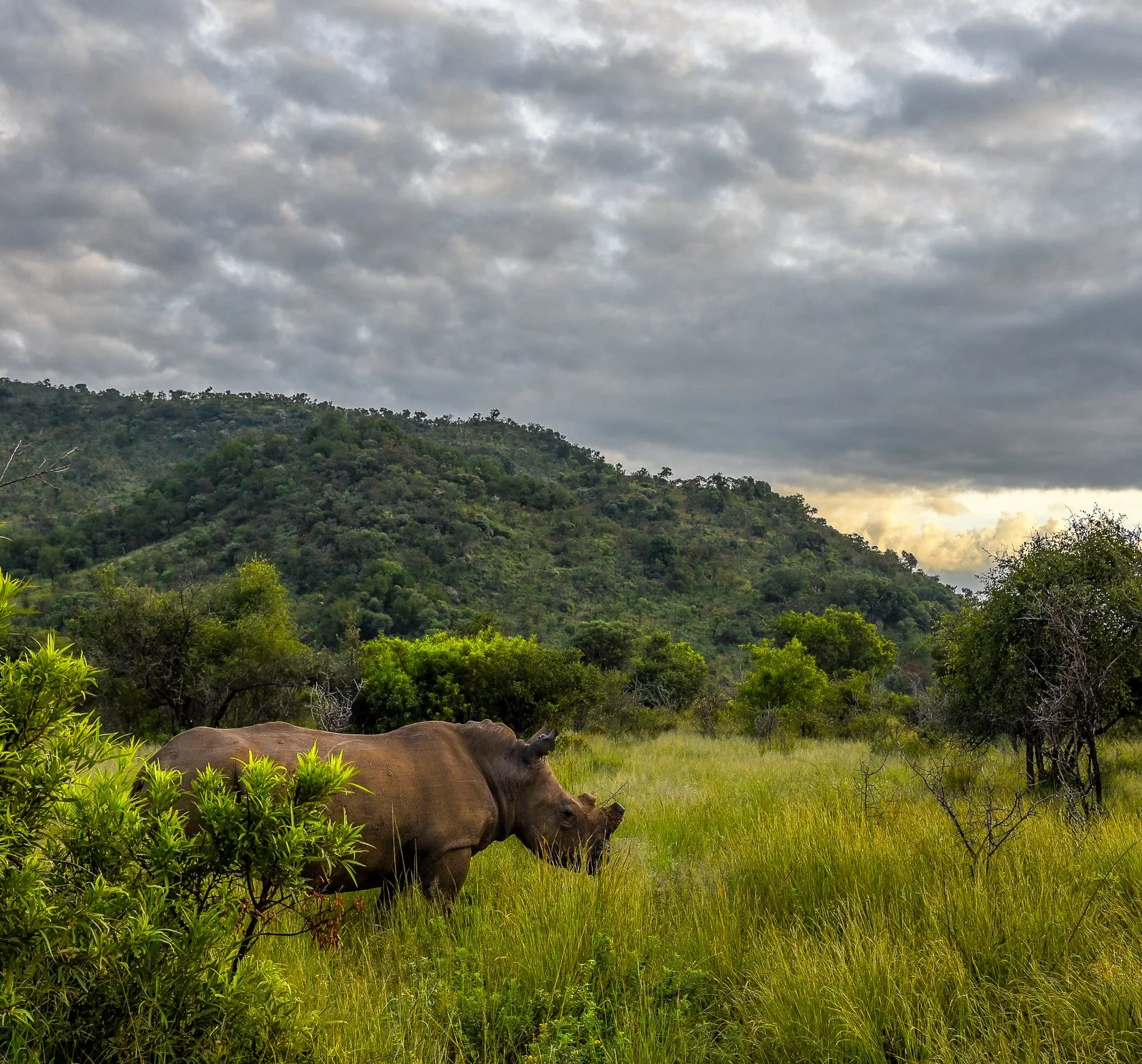 South Africa Safari-16.jpg