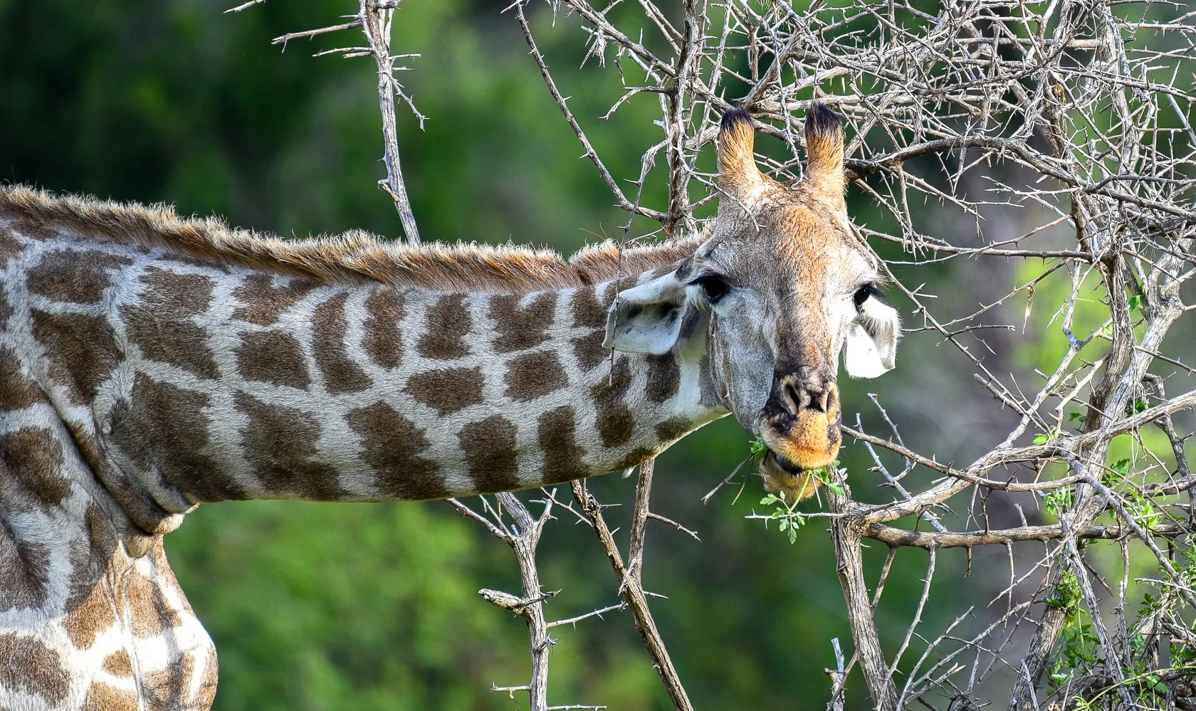 South Africa Safari-18.jpg