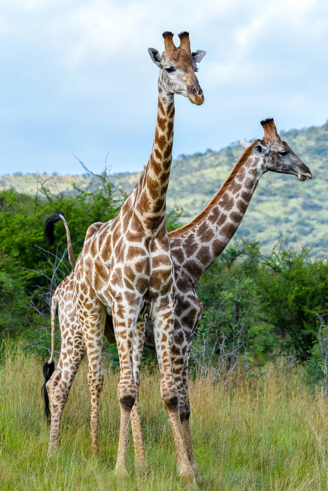 South Africa Safari-19.jpg