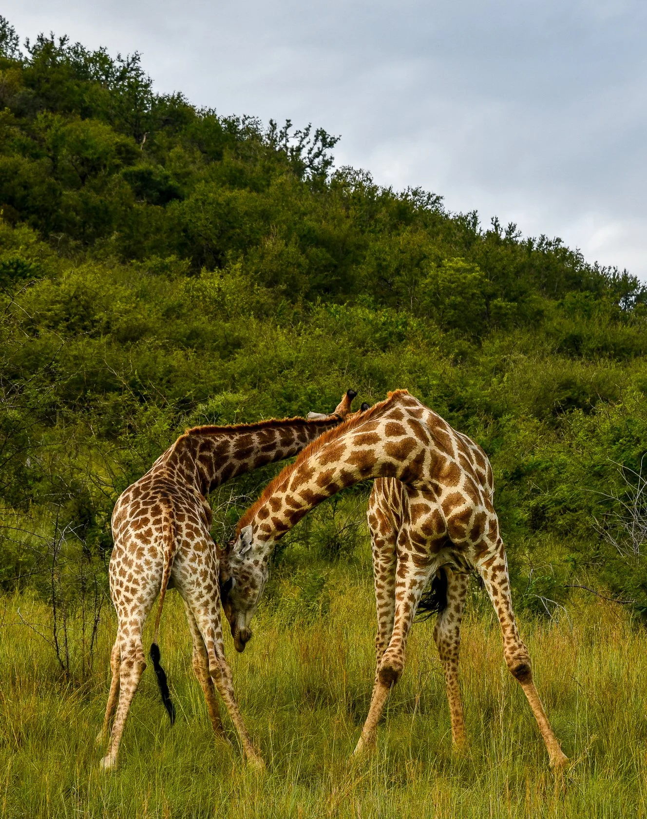 South Africa Safari-20.jpg