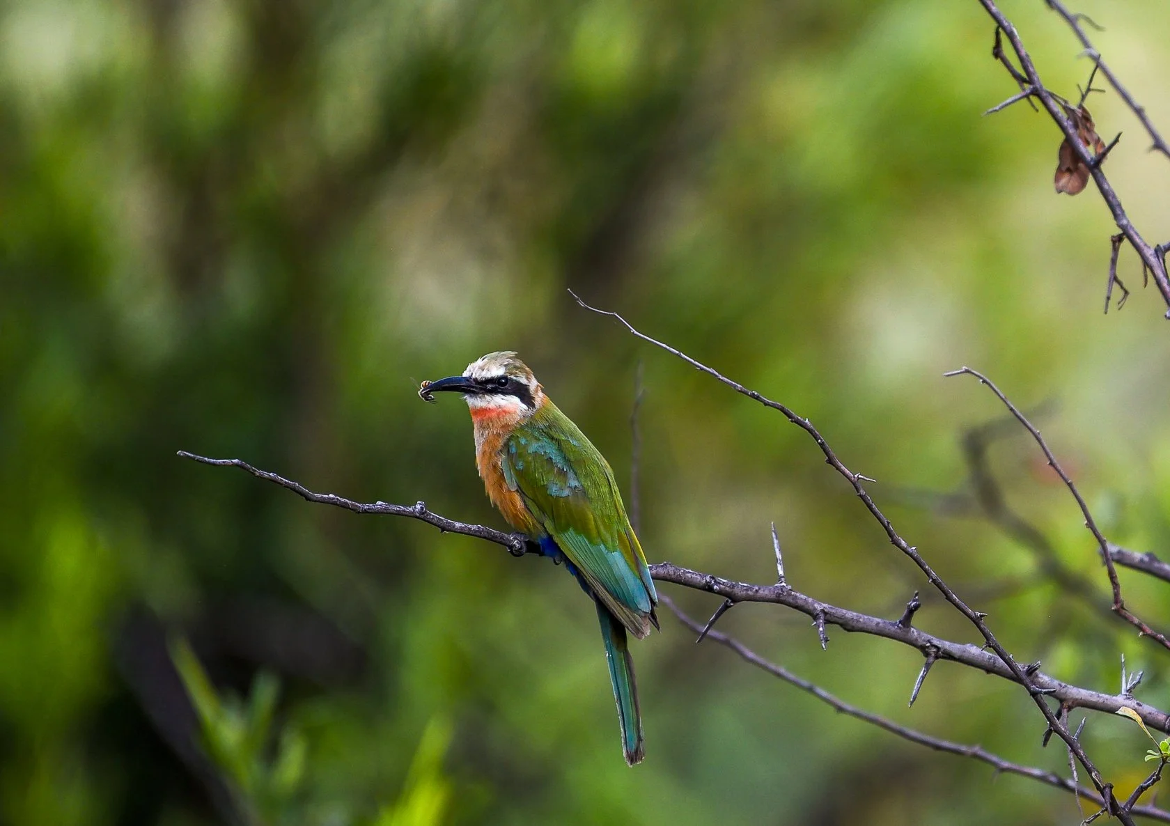 South Africa Safari-21.jpg