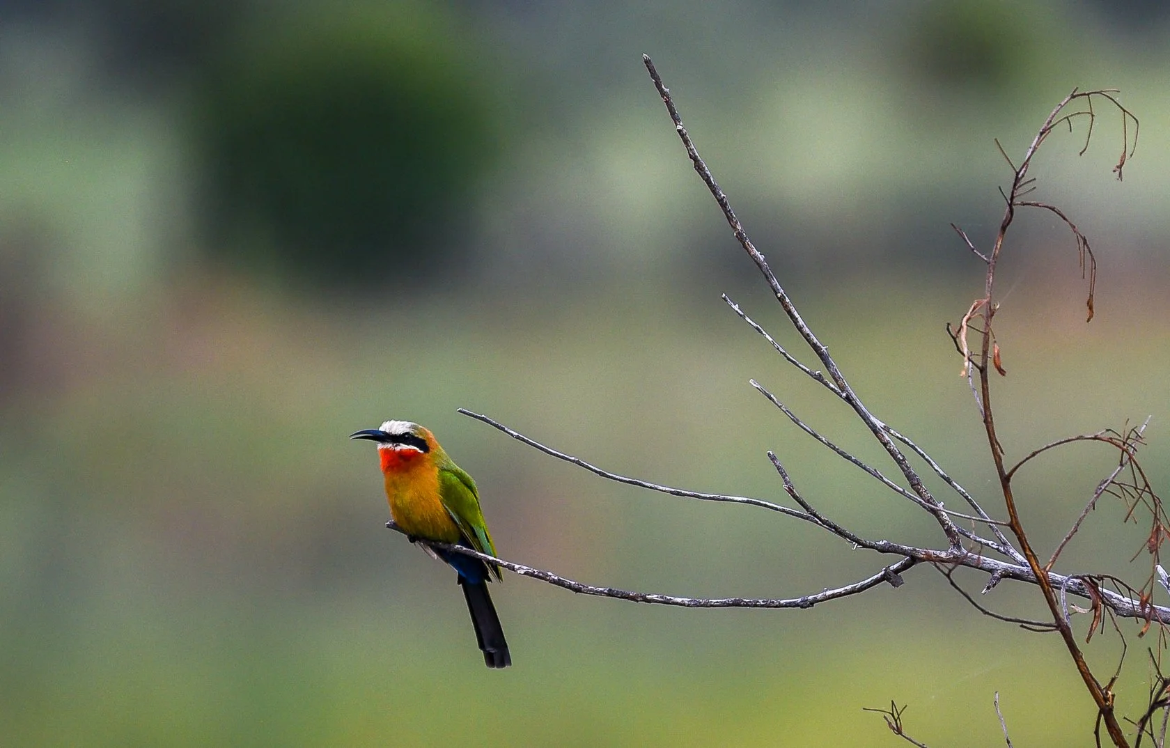 South Africa Safari-22.jpg