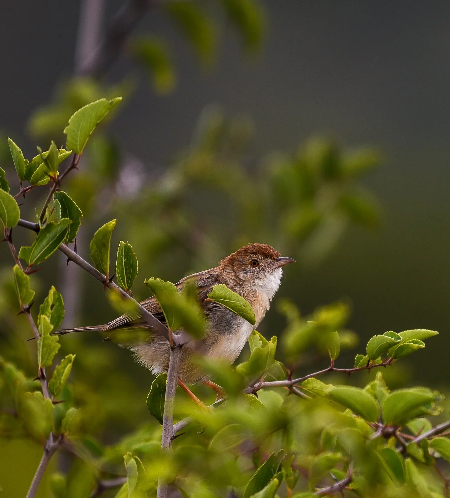 South Africa Safari-23.jpg