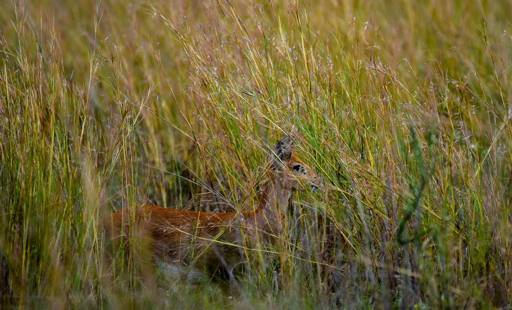 South Africa Safari-24.jpg