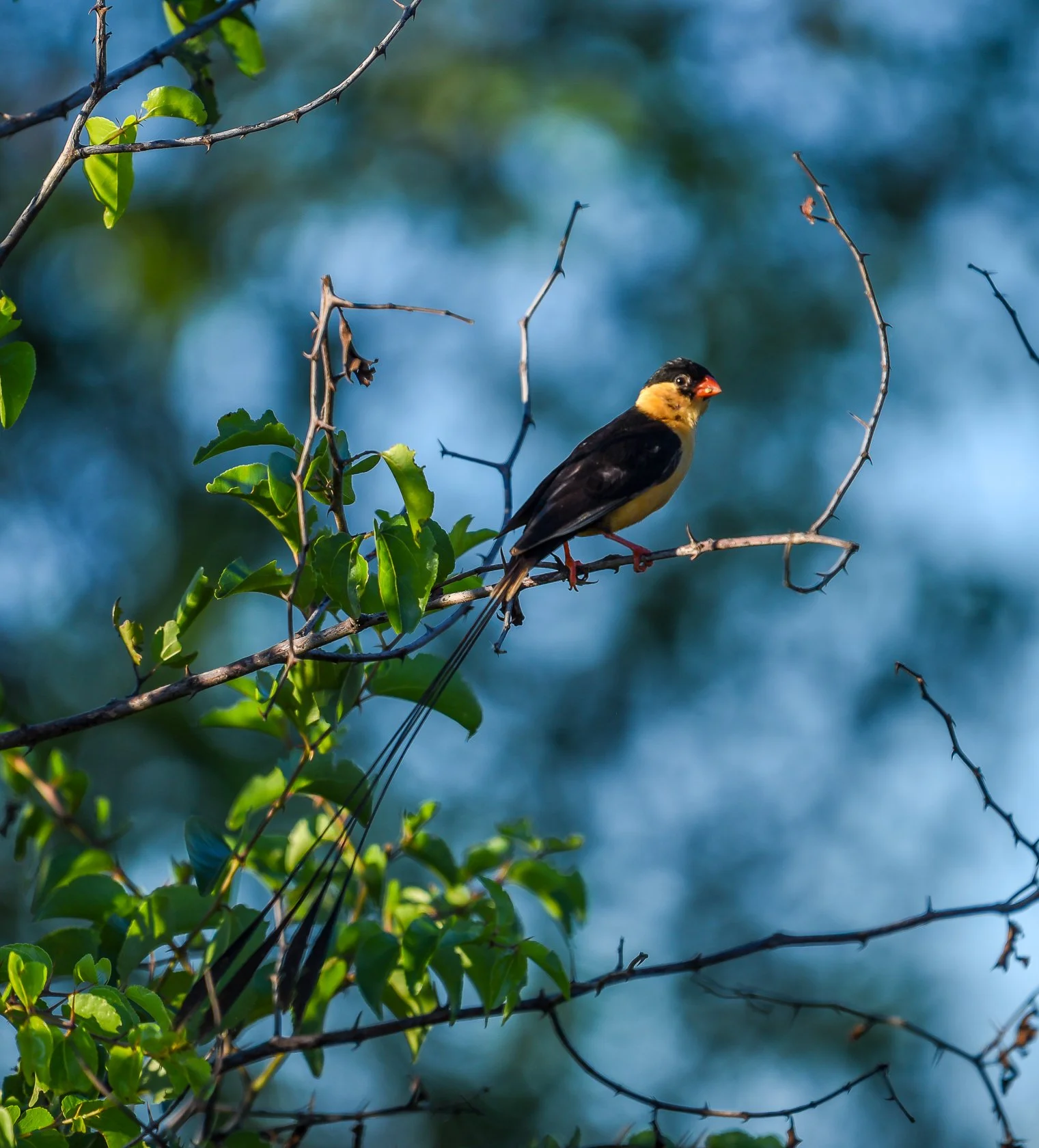 South Africa Safari-25.jpg