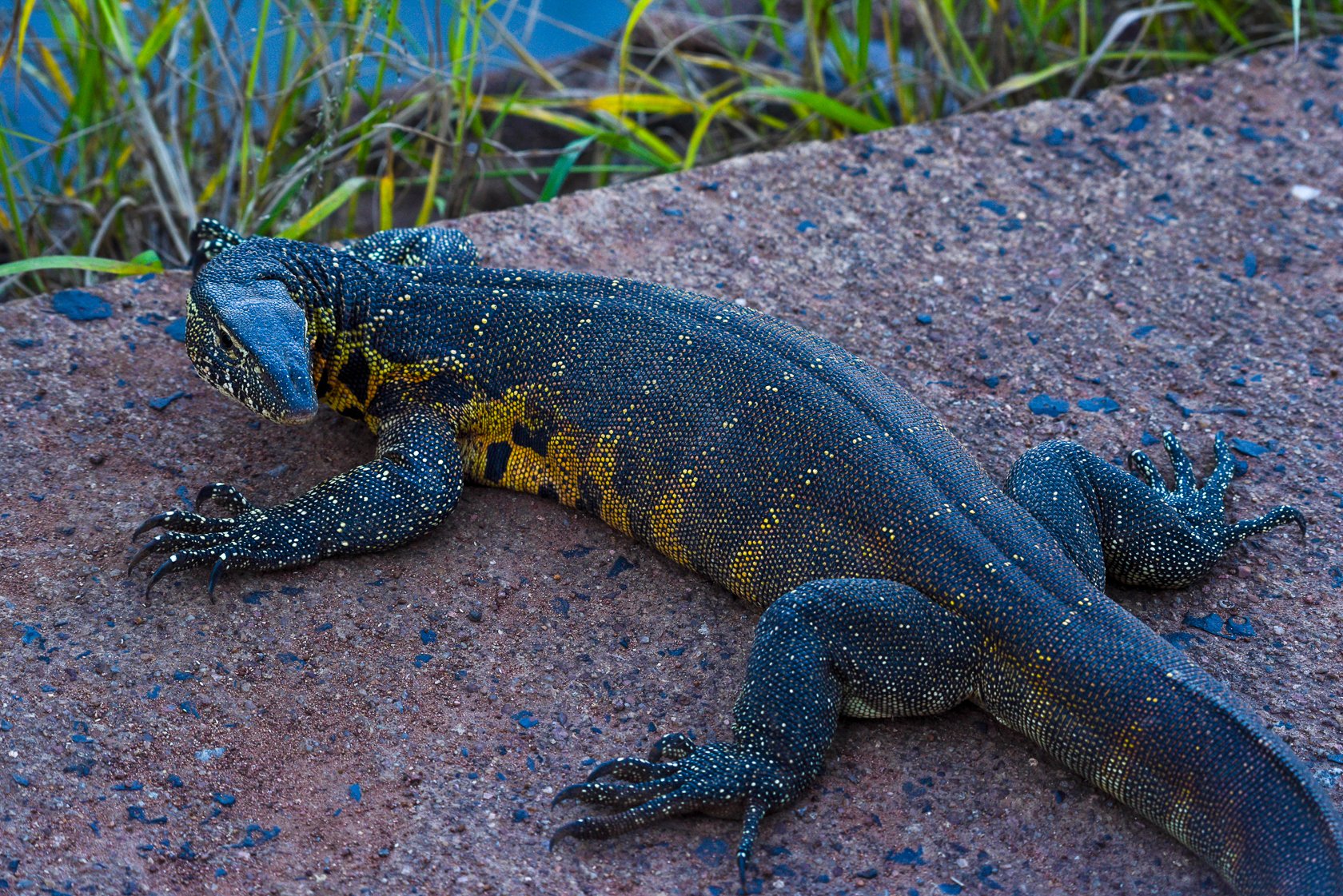 South Africa Safari-26.jpg