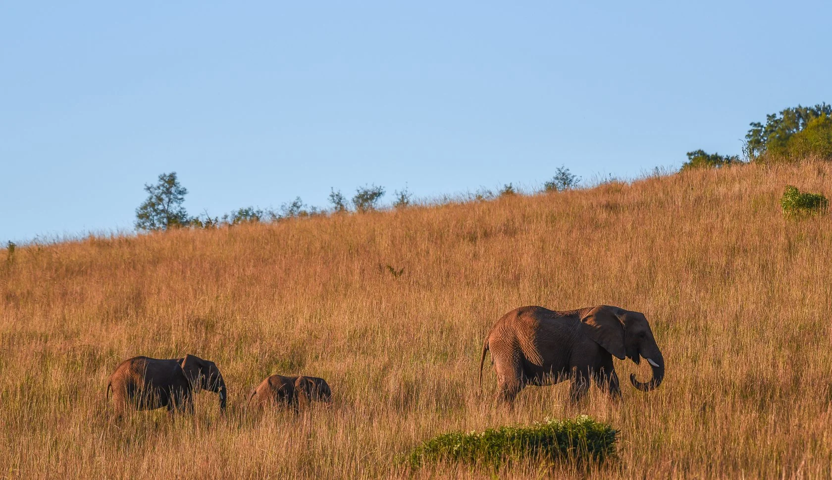South Africa Safari-27.jpg