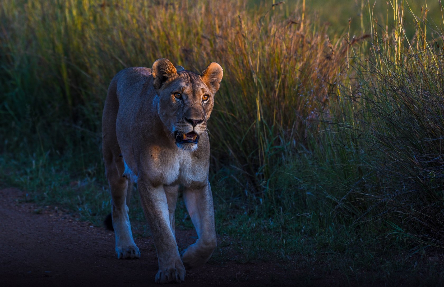 South Africa Safari-28.jpg