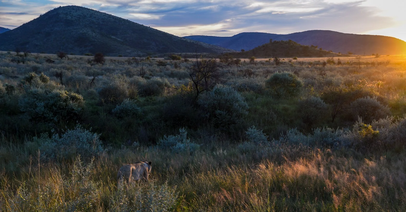 South Africa Safari-29.jpg