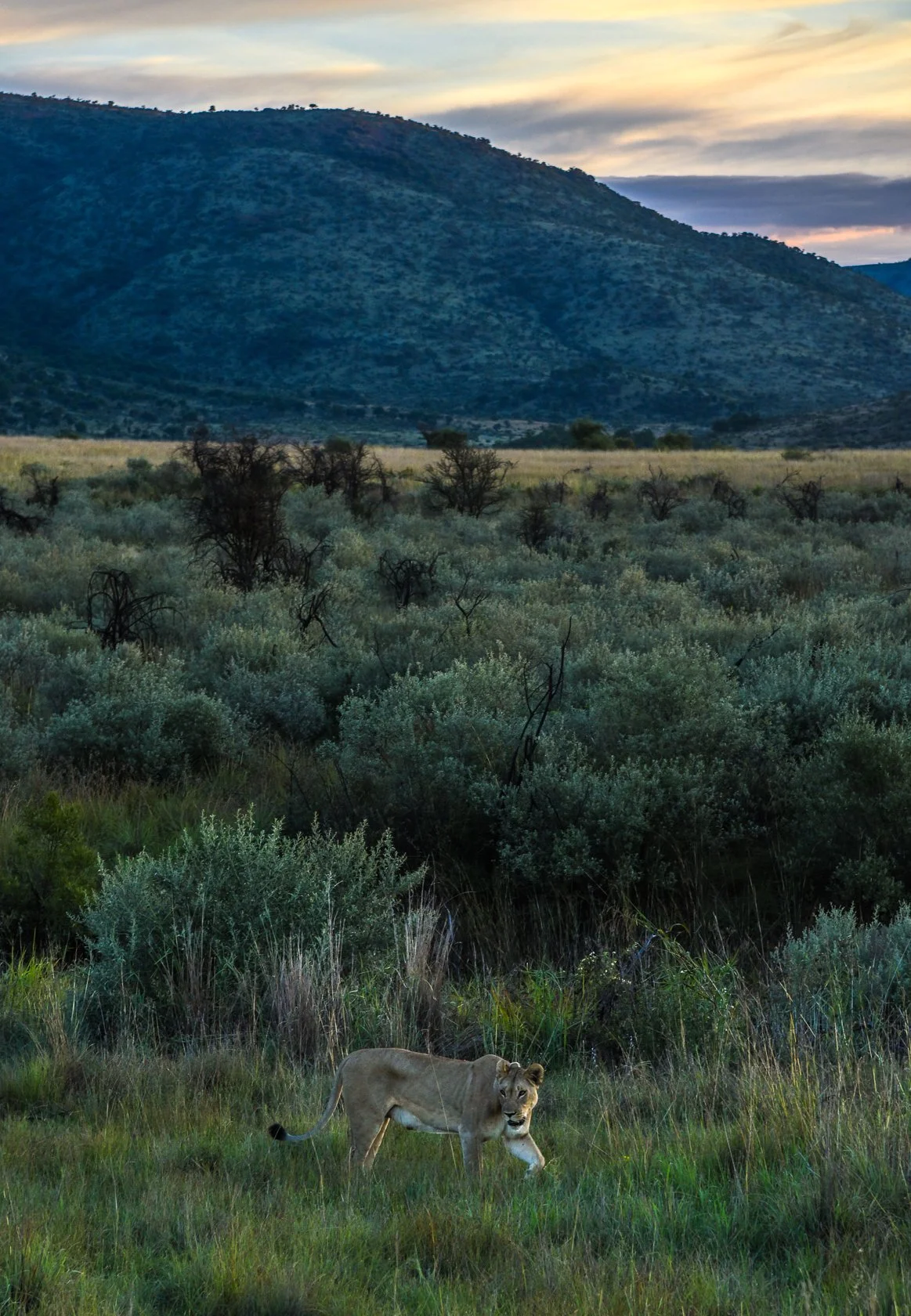 South Africa Safari-30.jpg