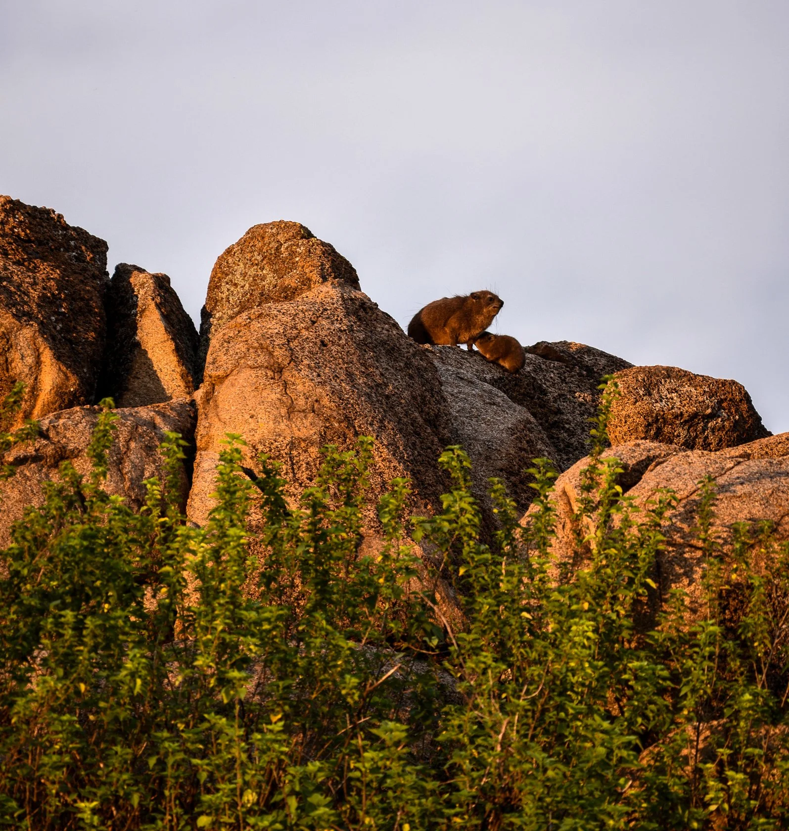 South Africa Safari-31.jpg