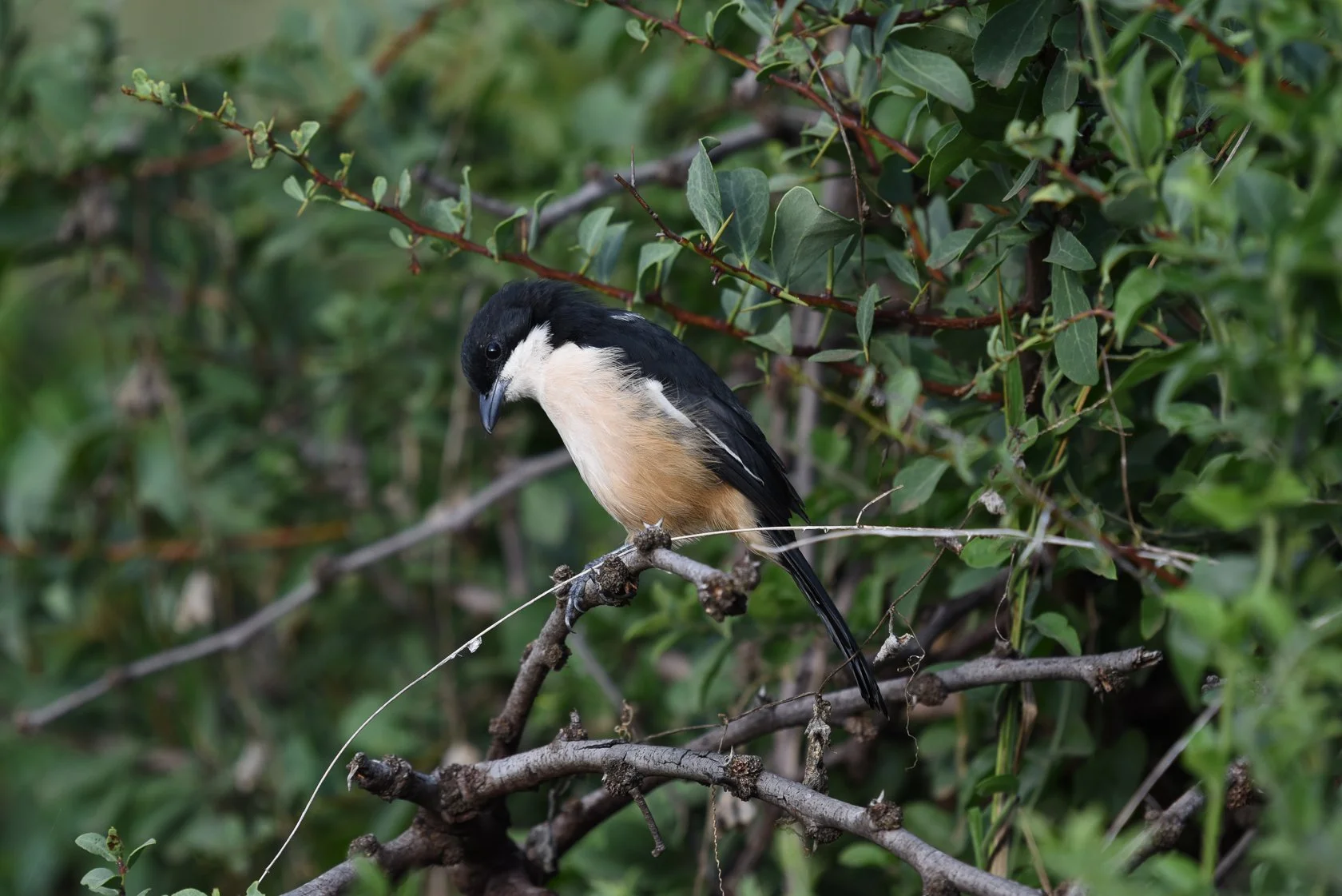 South Africa Safari-32.jpg