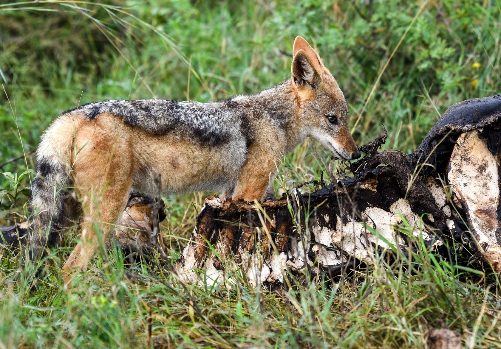 South Africa Safari-33.jpg