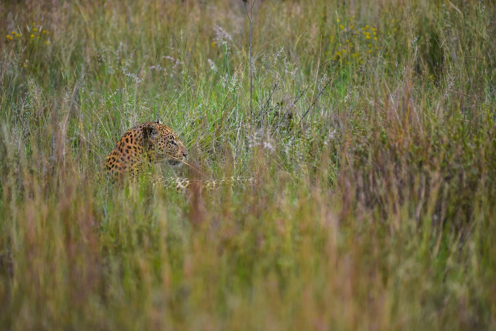 South Africa Safari-34.jpg