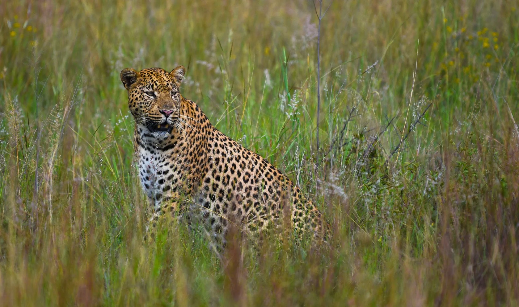 South Africa Safari-35.jpg