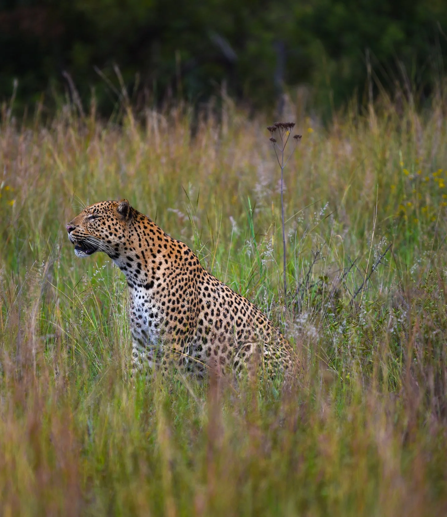South Africa Safari-36.jpg