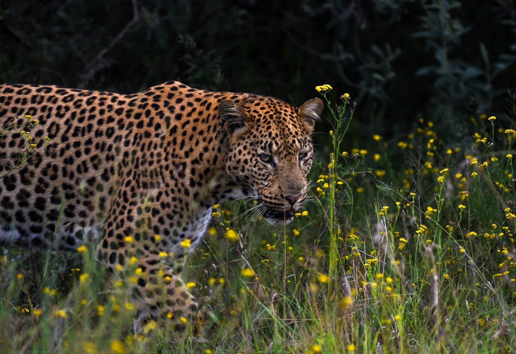 South Africa Safari-37.jpg