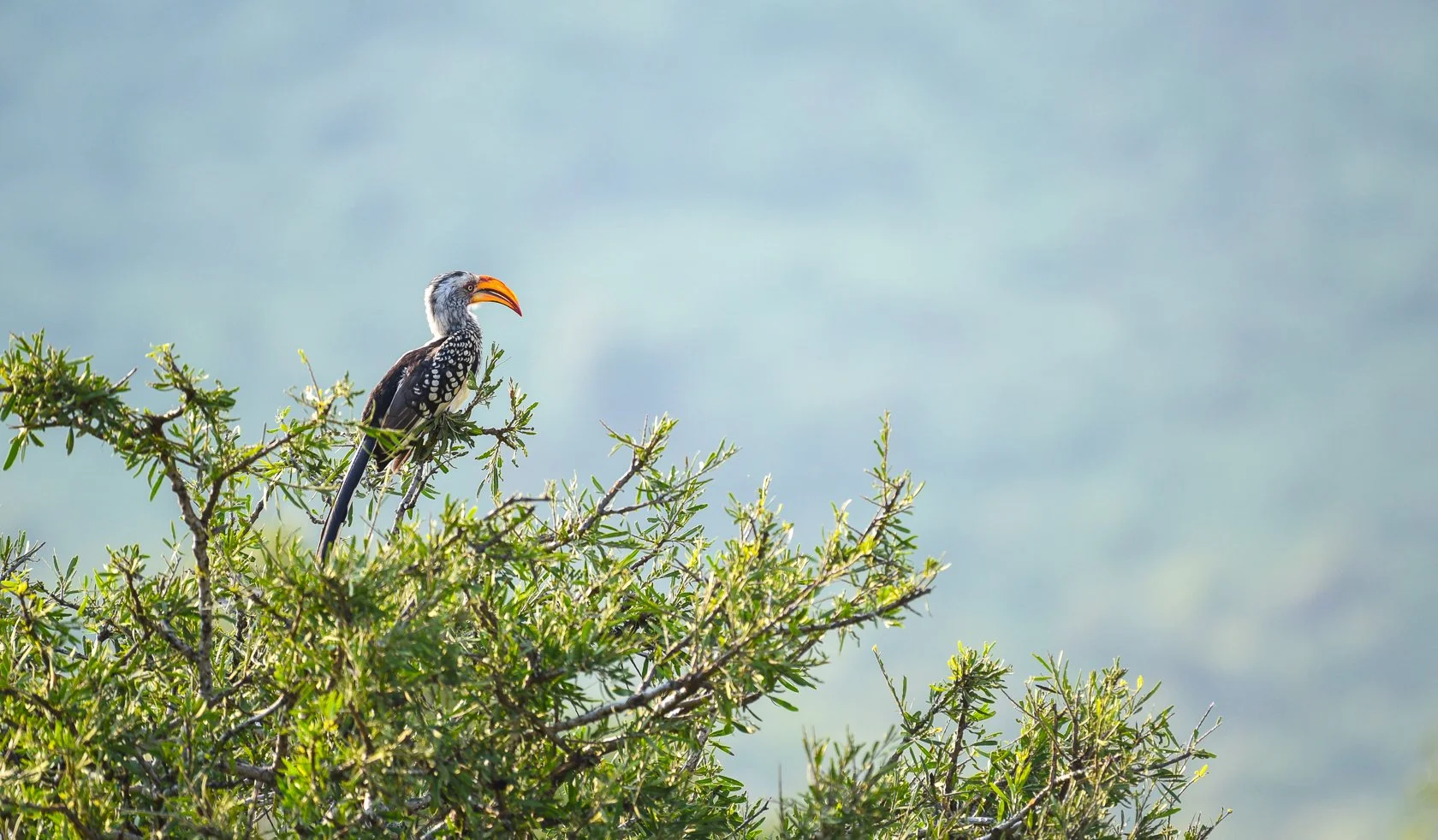 South Africa Safari-38.jpg